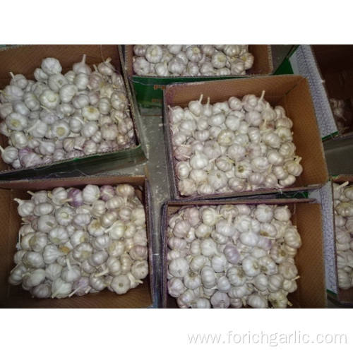 Loose Packing Fresh New Garlic